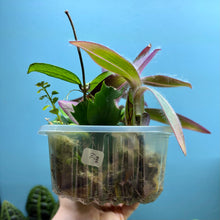 Load image into Gallery viewer, Propagation Bundle Tub 86 - Hoya, Tradescantia, Peperomia, Pilea, Schlumbergera & Hoya