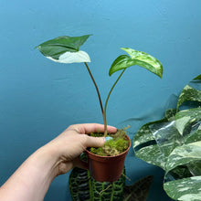 Load image into Gallery viewer, Syngonium Podophyllum Albo Variegata Propagation Pot
