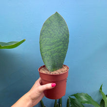 Load image into Gallery viewer, Sansevieria Masoniana 'Victoria' (Whale Fin)