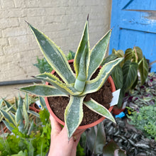 Load image into Gallery viewer, Agave Americana Variegated