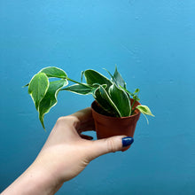 Load image into Gallery viewer, Hoya Polyneura Variegated