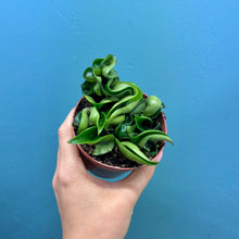 Load image into Gallery viewer, Hoya Carnosa Compacta 'Hindu Rope Plant'