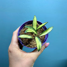 Load image into Gallery viewer, Hoya Wayetii Variegated Propagation Pot