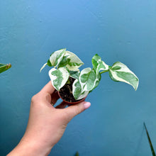 Load image into Gallery viewer, Epipremnum Aureum N'Joy