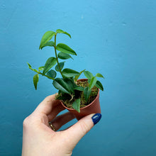 Load image into Gallery viewer, Hoya Bella