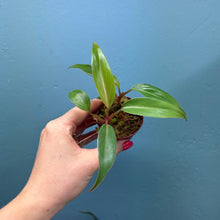 Load image into Gallery viewer, Philodendron Erubescens 'Red Emerald'