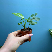 Load image into Gallery viewer, Rhaphidophora Tetrasperma 'Monstera Minima' Propagation Pot