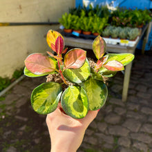 Load image into Gallery viewer, Hoya Australis Lisa