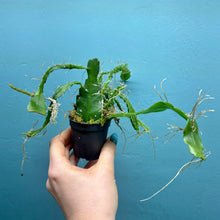 Load image into Gallery viewer, Epiphyllum Sarah Courant Propagation Pot