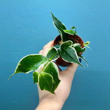 Load image into Gallery viewer, Hoya Polyneura Variegated