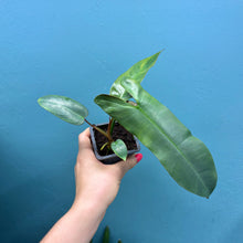 Load image into Gallery viewer, Philodendron Atabapoense A