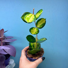 Load image into Gallery viewer, Hoya Australis Lisa Propagation Pot