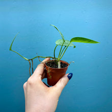Load image into Gallery viewer, Epipremnum Pinnatum 'Cebu Blue' Rooted Cutting Pot