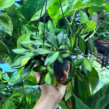 Load image into Gallery viewer, Hoya Burtoniae Variegated Hanging Pot