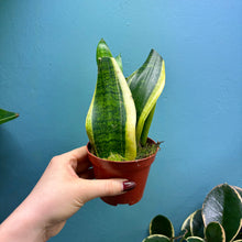Load image into Gallery viewer, Home Grown Houseplant Wonky Bargain Bundle - Philodendron, Sansevieria & Syngonium