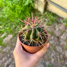 Load image into Gallery viewer, Ferocactus Stainesii