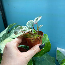 Load image into Gallery viewer, Saintpaulia Variegated 'African Violet' Propagation Small Plant