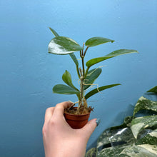 Load image into Gallery viewer, Hoya Australis Propagation Pot A
