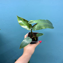 Load image into Gallery viewer, Philodendron Atabapoense A