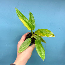Load image into Gallery viewer, Philodendron 'Ring of Fire'