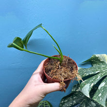 Load image into Gallery viewer, Philodendron 'Jerry Horne'