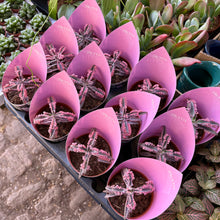 Load image into Gallery viewer, Kalanchoe Tubiflora 'Pink Butterfly'