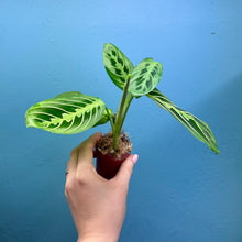Load image into Gallery viewer, Maranta 'Lemon Lime' Cutting Pot