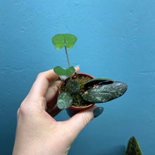 Load image into Gallery viewer, Hoya Sigitalis & Alocasia 'Yucatan Princess' Propagation Pot