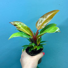 Load image into Gallery viewer, Philodendron 'Prince of Orange'