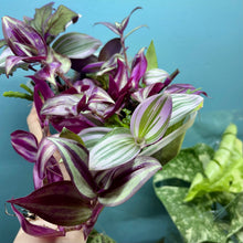 Load image into Gallery viewer, Propagation Bundle Tub 84 - Tradescantia, Gynura & Epiphyllum