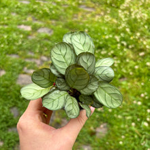 Load image into Gallery viewer, Ctenanthe Burle-Marxii 'Amagris'