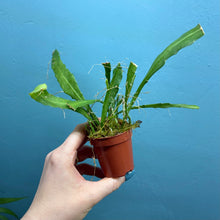 Load image into Gallery viewer, Epiphyllum Sarah Courant Propagation Pot