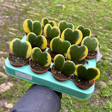 Load image into Gallery viewer, Baby Hoya Kerrii Variegata