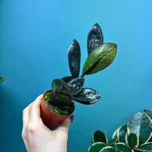 Load image into Gallery viewer, Zamioculcas Zamifolia 'Raven' Propagation Pot