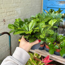 Load image into Gallery viewer, Hoya Crassipetiolata Splash