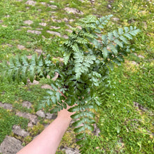 Load image into Gallery viewer, Asplenium Parvarti 'Mother Fern'