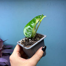 Load image into Gallery viewer, Hoya Villosa