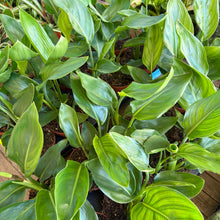 Load image into Gallery viewer, Strelitzia Reginae 'Orange Bird of Paradise'