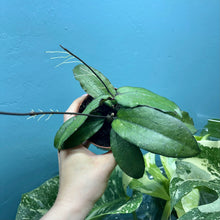 Load image into Gallery viewer, Hoya Erythrina