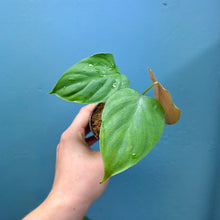 Load image into Gallery viewer, Philodendron Lynamii