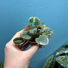Load image into Gallery viewer, Saintpaulia Variegated 'African Violet' Propagation Small Plant