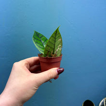 Load image into Gallery viewer, Hoya Callistophylla Propagation Pot