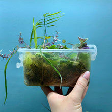 Load image into Gallery viewer, Propagation Bundle Tub 83 - Tradescantia, Peperomia, Hoya, Callisia, Alocasia & Chamaedorea