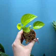Load image into Gallery viewer, Baby Epipremnum Aureum 'Neon Pothos'