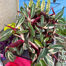 Load image into Gallery viewer, Calathea Sanguine 'Triostar'