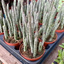 Load image into Gallery viewer, Senecio Stapeliiformis 'Pickle Plant'