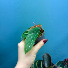 Load image into Gallery viewer, Begonia Tamaya Maculata Rooted Cutting Pot