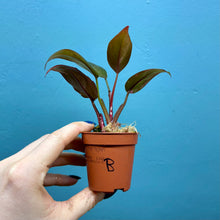 Load image into Gallery viewer, Philodendron 'Pink Princess' B