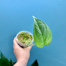 Load image into Gallery viewer, Amydrium Medium Silver Rooted Cutting