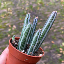 Load image into Gallery viewer, Senecio Stapeliiformis 'Pickle Plant'